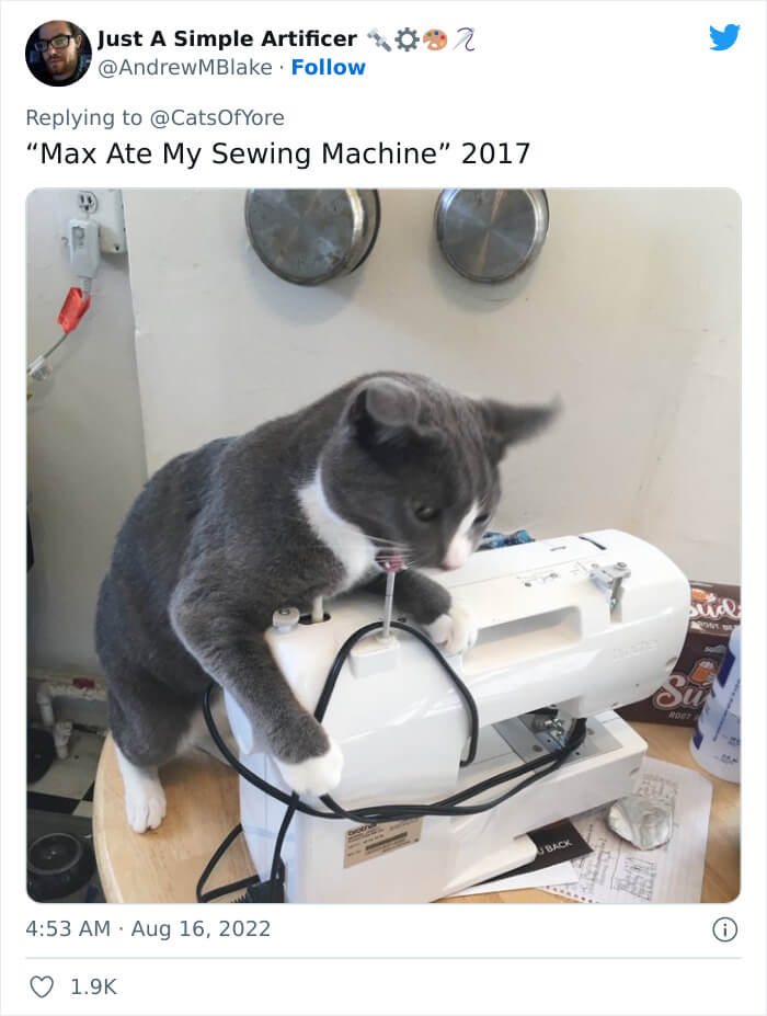 Cats destroying stuff