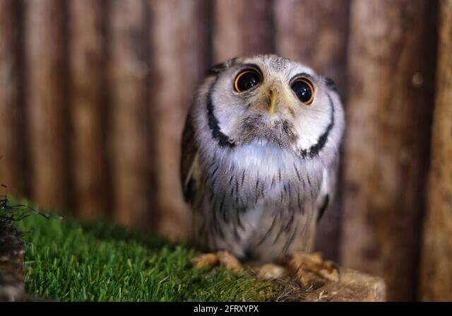 elf owl smallest owl in the world