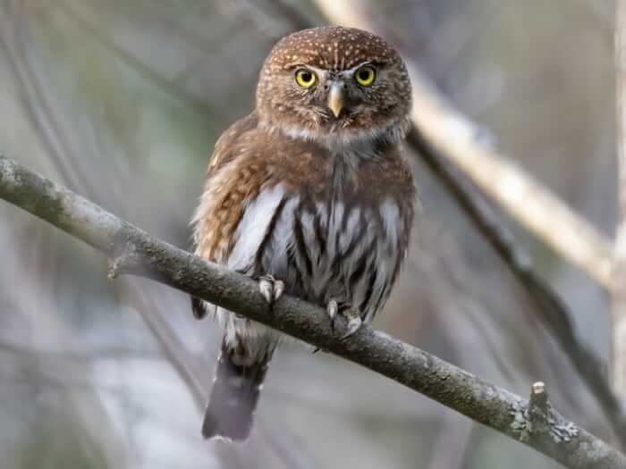 elf owl smallest owl in the world