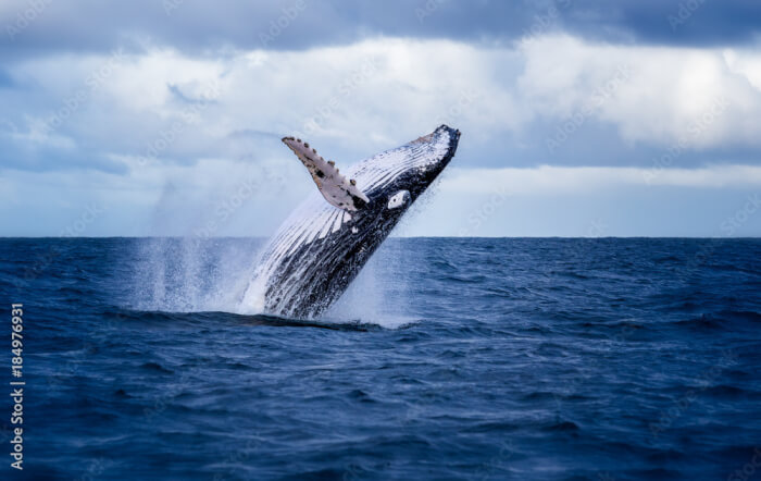 Popular Humpback Whale