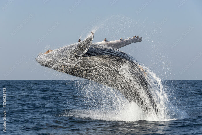 Popular Humpback Whale