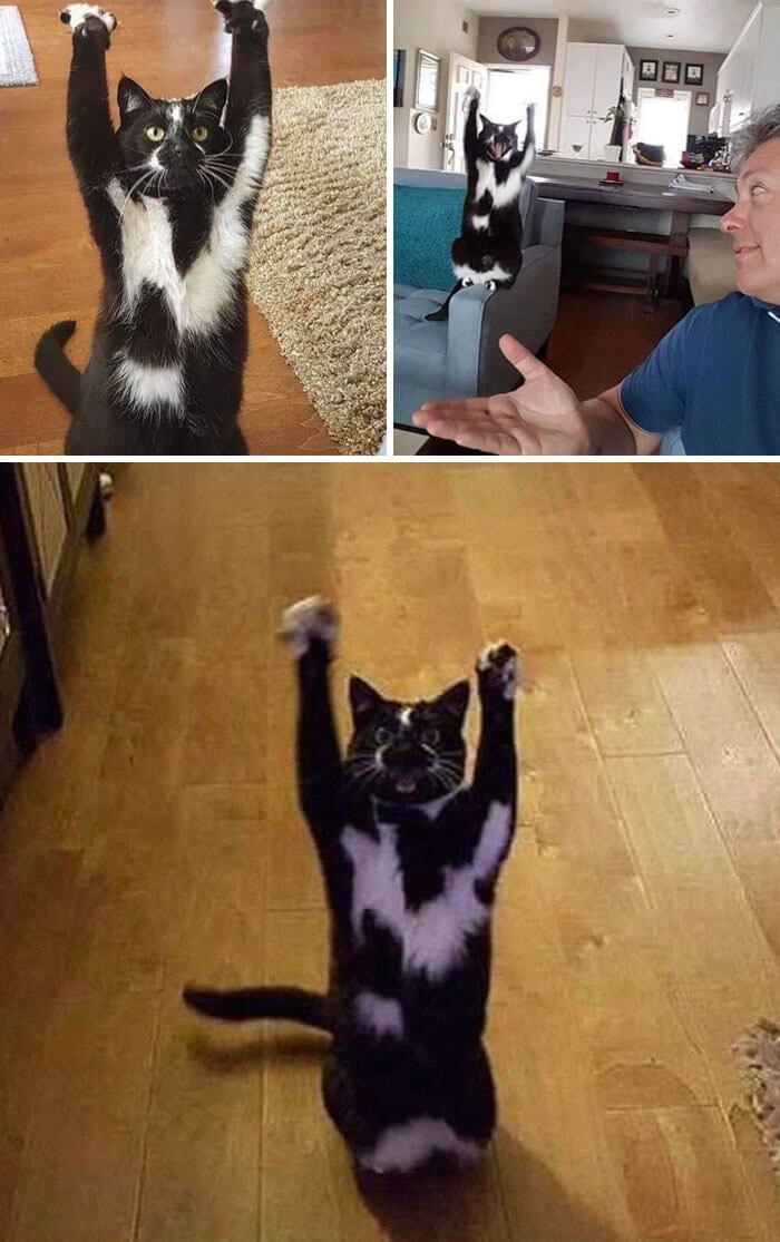 Cats weird gestures