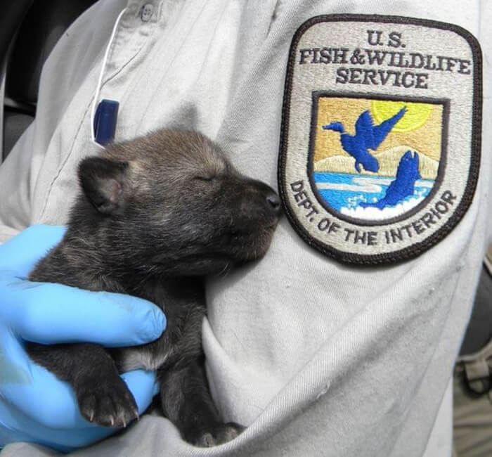 Litter Of Endangered Red Wolves wk gray wolf