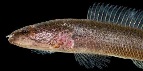 Primitive Snakehead Fish 