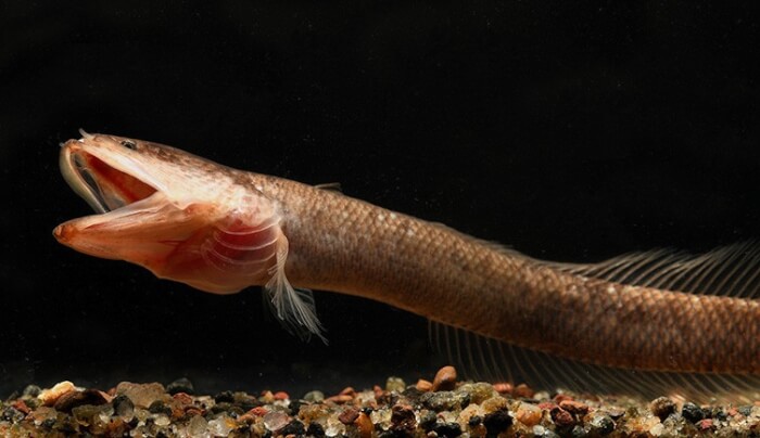 Primitive Snakehead Fish 