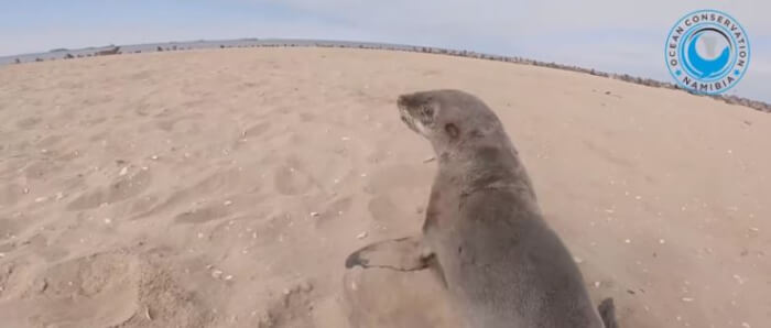 Entangled Seal Cub