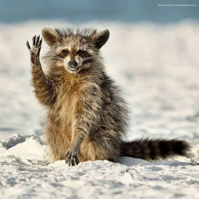 Comedy Wildlife Photography Awards, 40 adorably unflattering photos, shuli greenstein