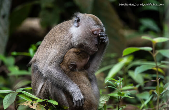 Comedy Wildlife Photography Awards, 40 adorably unflattering photos, shuli greenstein