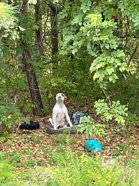 puppy left in woods with all his belongings	dog waiting patiently gif