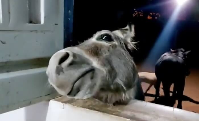 Adorable Donkey