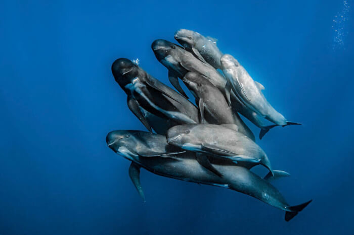 Ocean Photography Awards 2022  ocean life photography