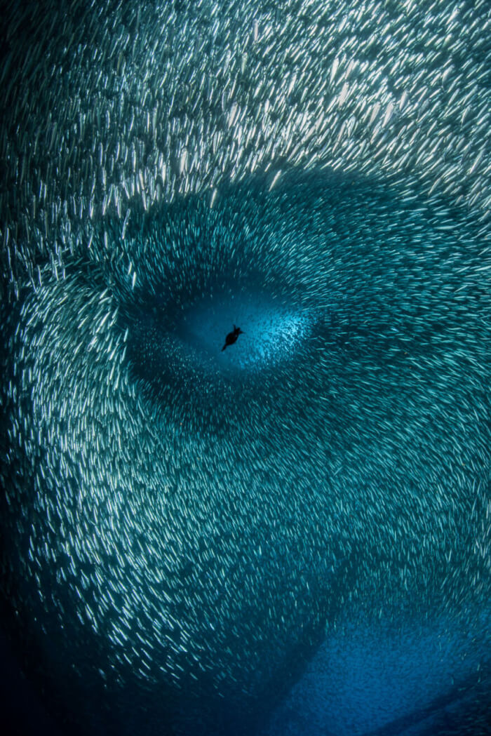 Ocean Photography Awards 2022  ocean life photography