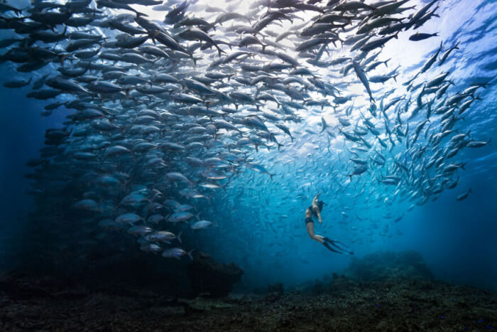 Ocean Photography Awards 2022