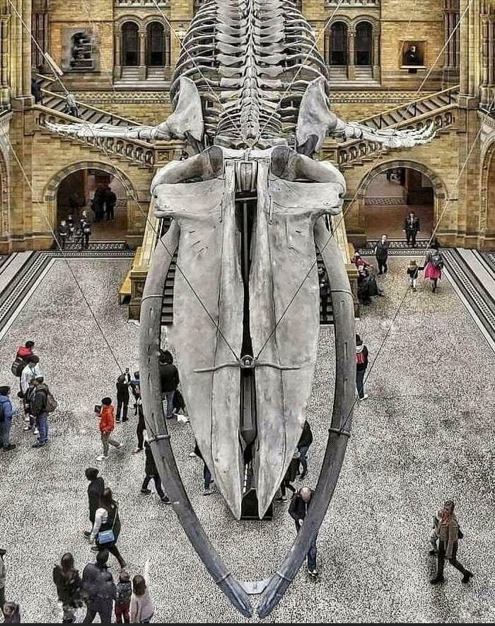 Humans For Scale