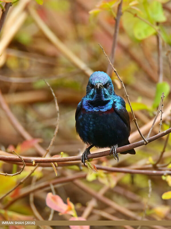 Purple Sunbird, purple sunbird, शकरखोरा पक्षी, blue sunbird