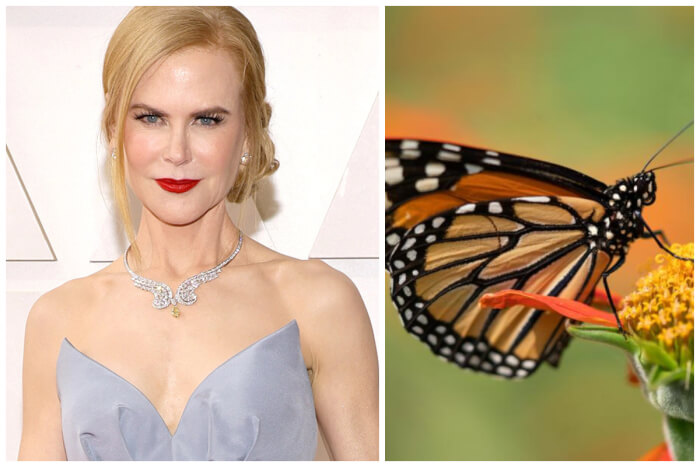 Nicole Kidman has a phobia of butterflies