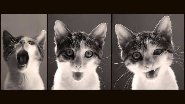 cat-memes-wallpapers