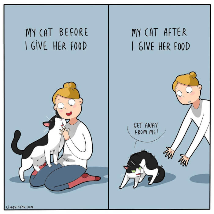 How “Bossy” A Cat Can Be