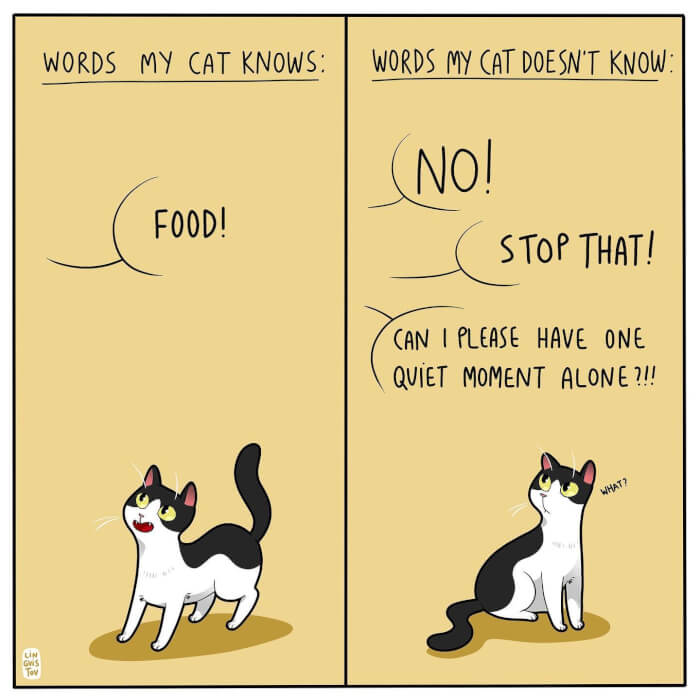 How “Bossy” A Cat Can Be