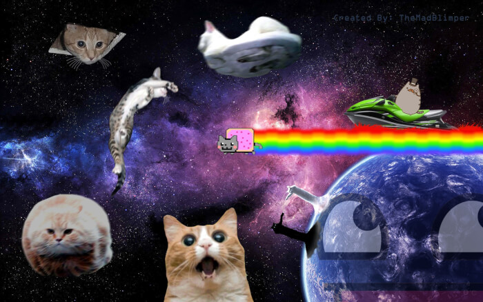 cat-meme-wallpaper