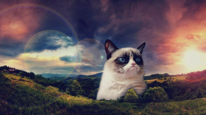 Grumpy-Cat-rainbow