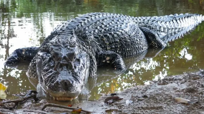 Black caiman, dangerous animals in the amazon rainforest, dangerous animals in the amazon