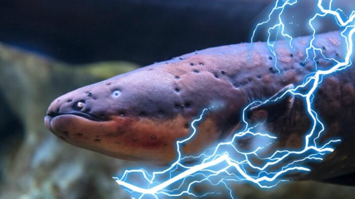 Electric eel, dangerous animals in the amazon rainforest, dangerous animals in the amazon