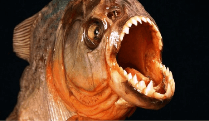 Piranha, dangerous animals in the amazon rainforest, dangerous animals in the amazon