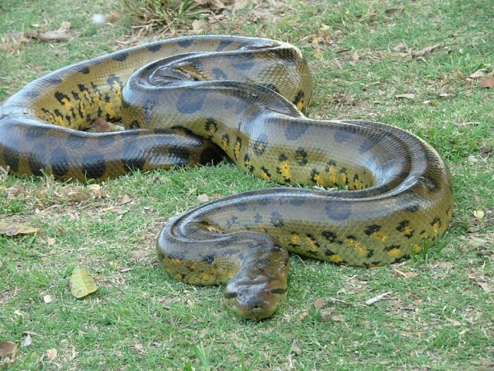 Green Anaconda, dangerous animals in the amazon rainforest, dangerous animals in the amazon