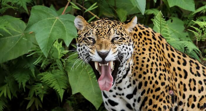 Jaguar, dangerous animals in the amazon rainforest, dangerous animals in the amazon