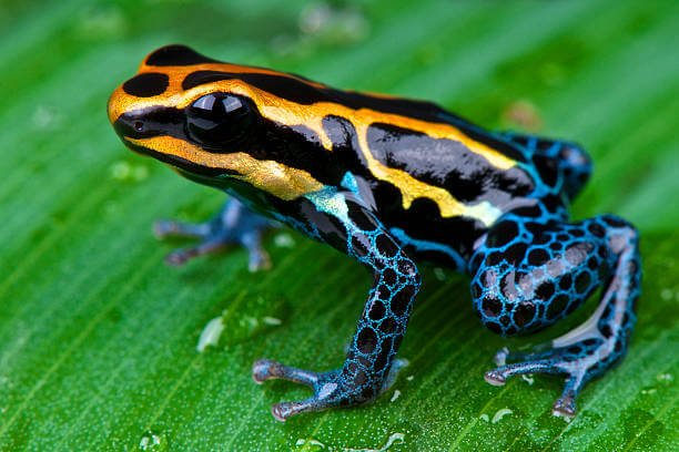 Poison Dart Frog, dangerous animals in the amazon rainforest, dangerous animals in the amazon
