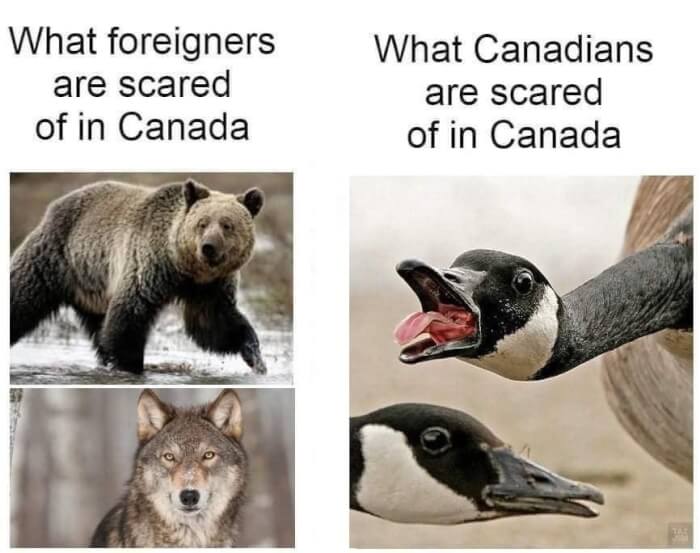 canadian memes canada memes