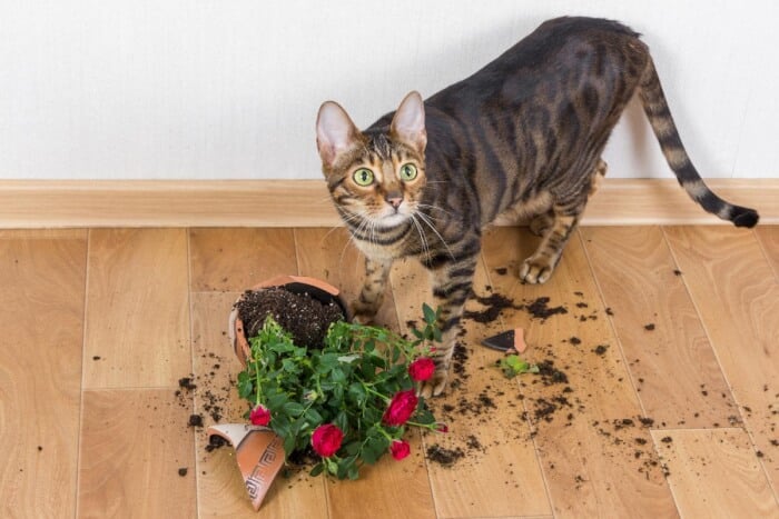 cat and the broken vase