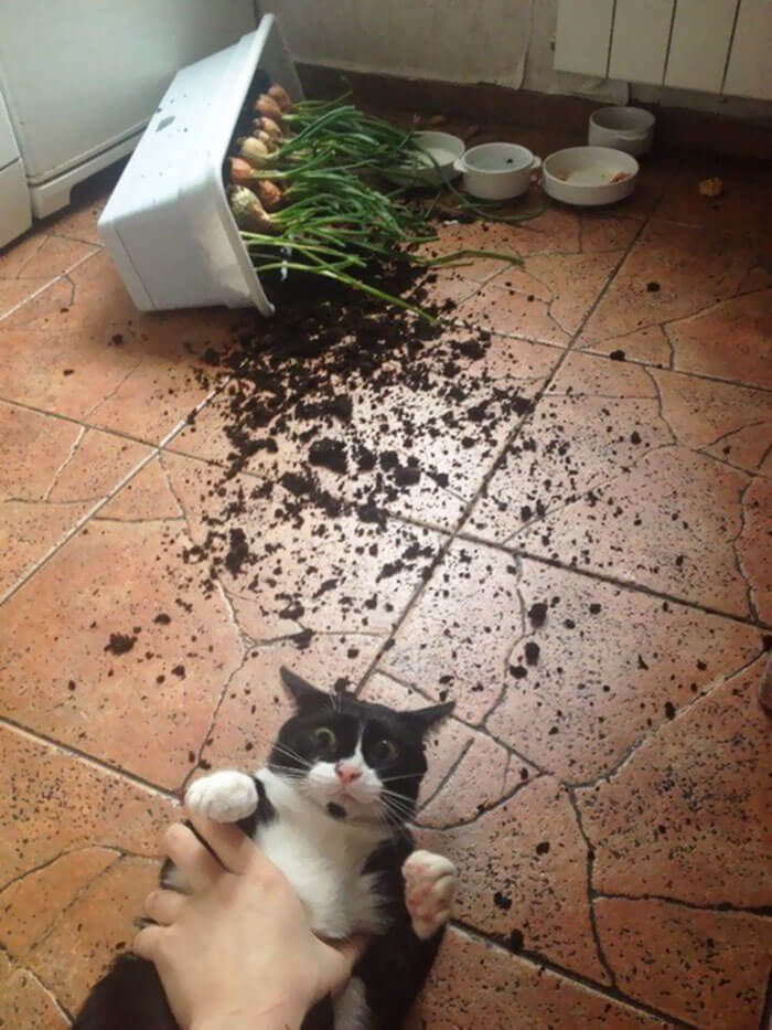 cat destroys veggie pot