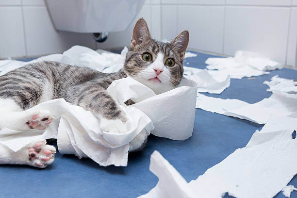 cat The toilet paper's enermy