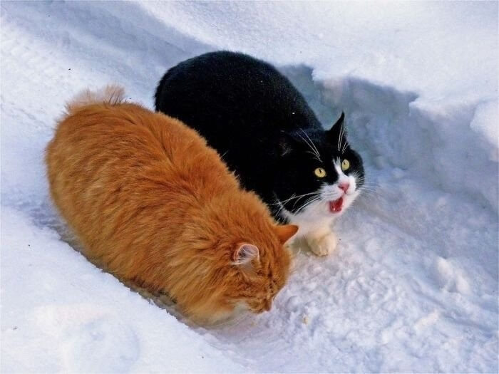 chubby cats 6