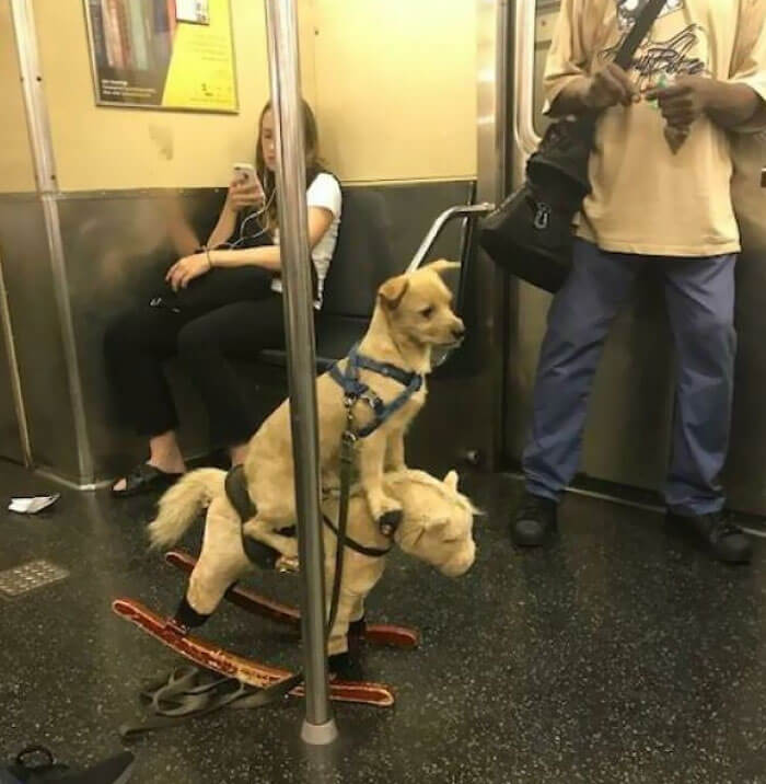 The Cute Puppy And His Cotton Pony Friend On A Subway Trip