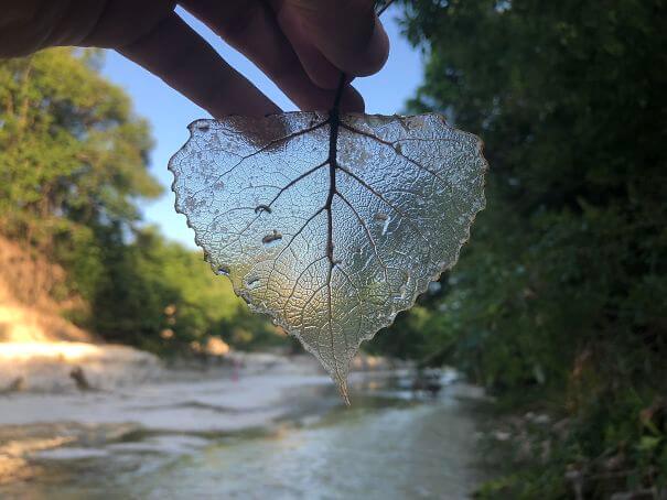 A Transparent Leaf