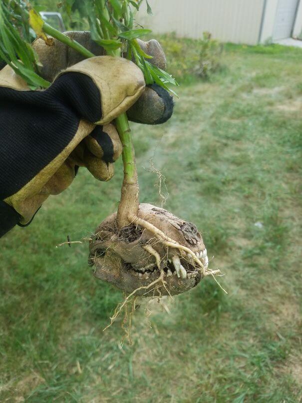 Scary Monster Root