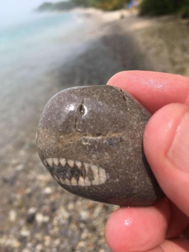 A Rock That Looks Like A Baby Shark