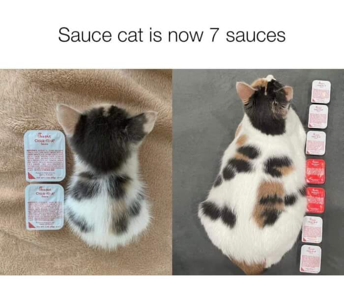 Wholesome Memes, Don't Sauceshame The Kitty