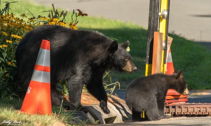 Rescuers Save Mama Black Bear Stuck