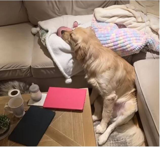 Dog Falls In Love With His Newborn Sibling