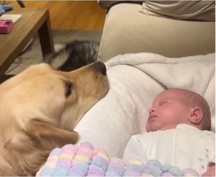 Dog Falls In Love With His Newborn Sibling