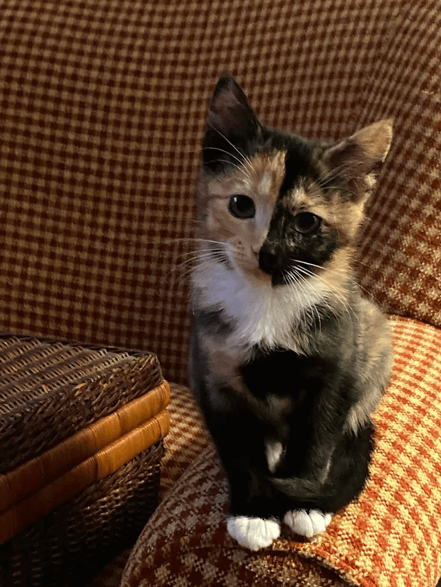 My kitten Clementine