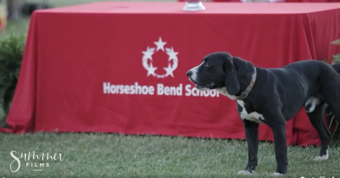 Funny Dog Stole The Graduation Show, valedictorian speech funny