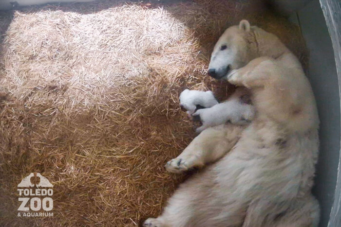 Mom Polar Bear Cuddles Her Adorable Twin Cubs