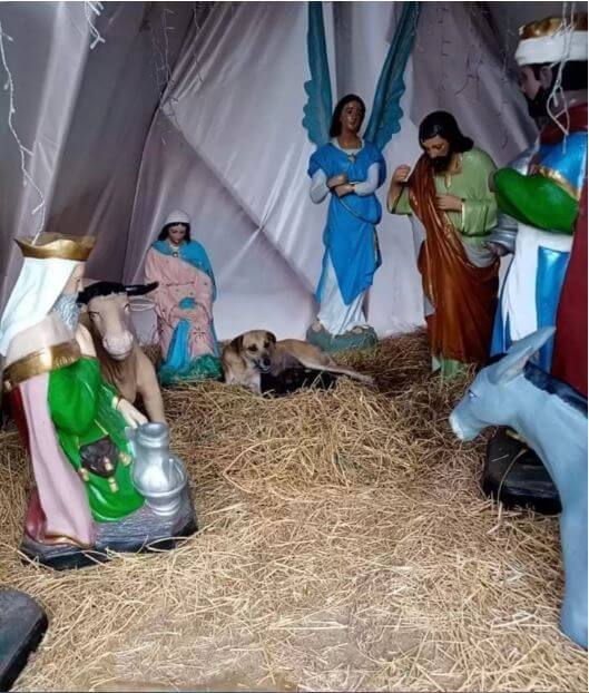 The dog got lost in the manger nativity scene