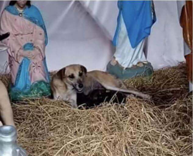 The dog got lost in the manger nativity scene
