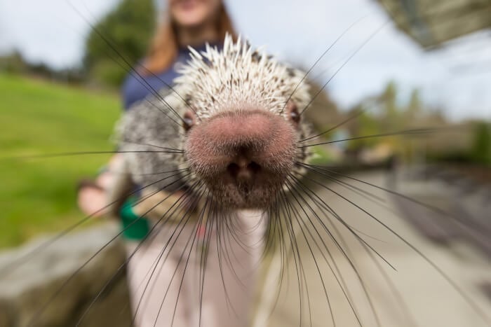 Adorable Porcupine